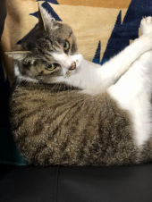 チキン抜きで 画像2