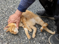 猫ちゃん と 歯科大
