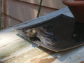 ヤマガラ幼鳥保護