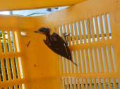ヤマガラ幼鳥保護 画像3