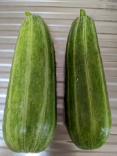小鳥たちからの贈り物 と ウリの浅漬 画像3