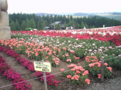 月曜／花畑の北海道④／曇 画像2