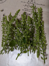 ペインクリニックと Her Majesty 画像1