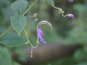 ほんじょルートを歩く 画像1