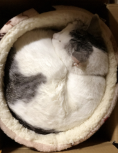 馬尾症候群？ 画像1