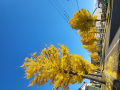 イチョウ