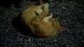 猫ちゃん!!! と 植木屋さん