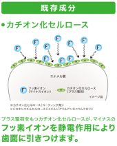 フッ素 画像3