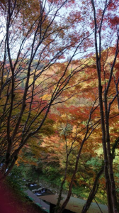 ヤマドリ♀遭遇 画像2