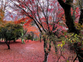 221206    湖で朝散歩など盛り沢山 画像2