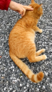 おデブ猫ちゃん と スカートさんのブランケット
