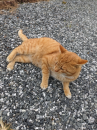 おデブ猫ちゃん と スカートさんのブランケット