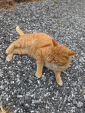 おデブ猫ちゃん と スカートさんのブランケット 画像2