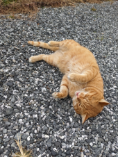 おデブ猫ちゃん と スカートさんのブランケット 画像3