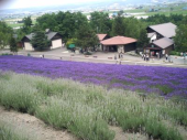 木曜／花畑の北海道⑦／曇 画像1