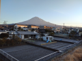 植物はまめじゃないと