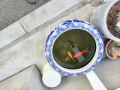 生きてた金魚