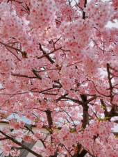 ✿*❀٭✿*❀٭✿*❀٭✿*❀٭✿*❀٭✿*❀٭✿*❀٭✿*❀٭ 画像1