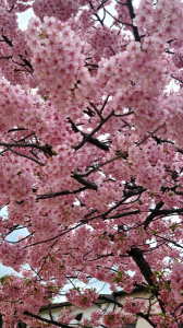 ✿*❀٭✿*❀٭✿*❀٭✿*❀٭✿*❀٭✿*❀٭✿*❀٭✿*❀٭ 画像2