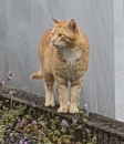 (=^・^=) と 草刈り