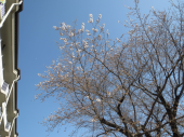 開花宣言 画像1