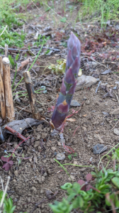 レターパック と 庭のasparagus 画像1