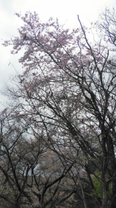 桜咲いてた♪…↓ 画像1