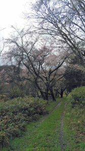 桜咲いてた♪…↓ 画像2