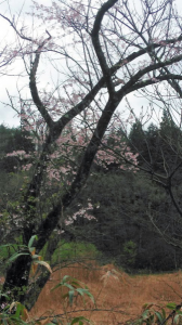 桜咲いてた♪…↓ 画像3