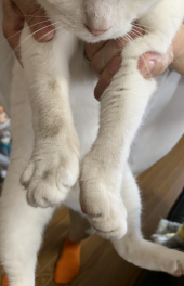 花壇掘り返したのは 画像2