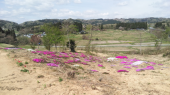 近くの芝桜公園…→ 画像3