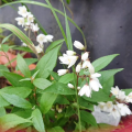 苗を植える