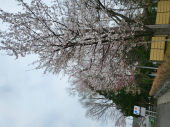桜満開 画像2