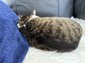 今日もコロッケ 画像2
