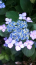紫陽花