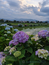 紫陽花 画像1