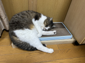 甘ーい卵焼き 画像2
