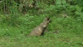 タヌタヌ♪…↓