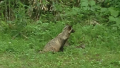 タヌタヌ♪…↓ 画像1