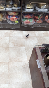 入れ替え制 と セキレイ 画像3