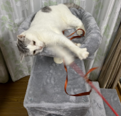 茄子炒め 画像2
