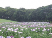 火曜・┣花　畑┫・雨、強風 画像3