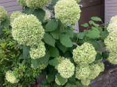 花♪ 画像1