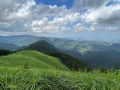 山頂の桔梗
