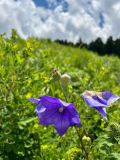 山頂の桔梗 画像2