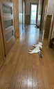 明太子おにぎり