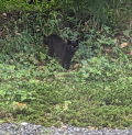 お盆終了 と 船橋屋のあんみつ
