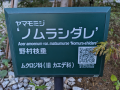 松戸 と 樹木の名前
