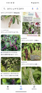ひんやり と 毒草ヨウシュヤマゴボウ 画像2