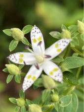 アケボノソウ 画像1